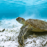 Hilfe für Meeresschildkröten: Die Projekte der Turtle Foundation