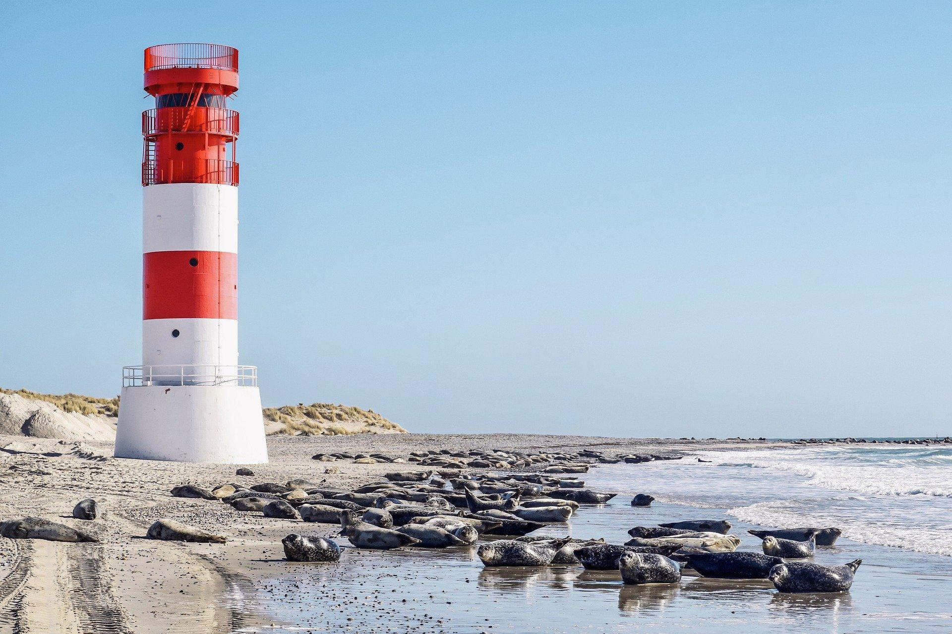 Robben am Fuße eines Leuchtturms an der Küste des Ijsselmeers